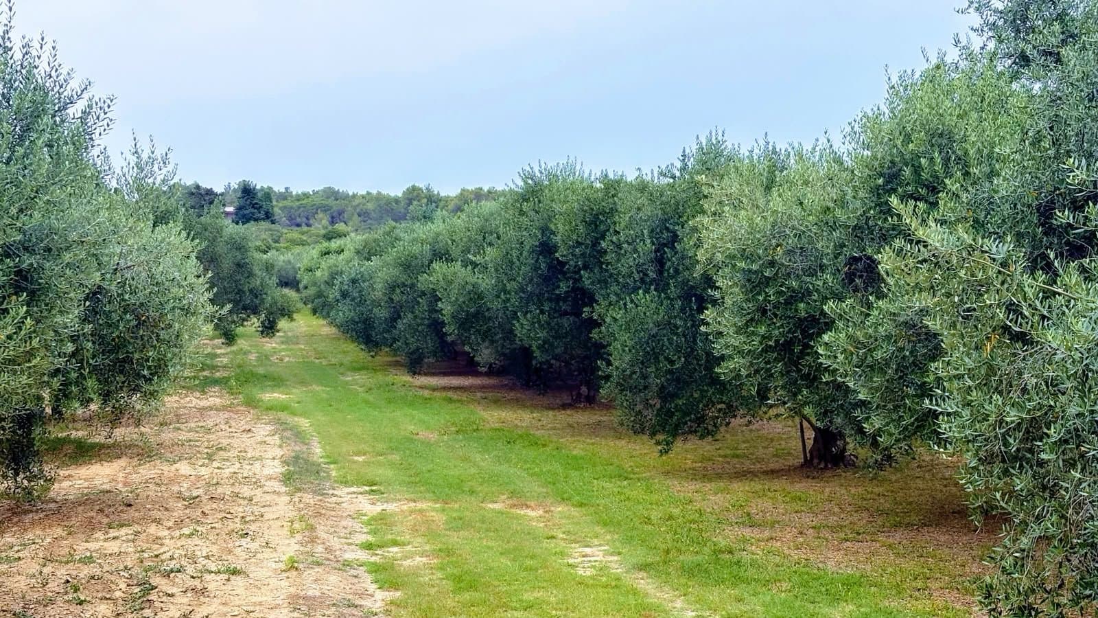 Zemljište – 1698 m² – Diklo - građevinsko zemljište 1698 m2 – Zadar, Zadarska
